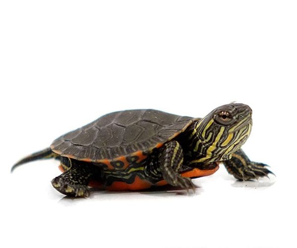 Rùa Vẽ - Painted Turtle là một trong những loài rùa cảnh đẹp và phổ biến nhất trên thế giới. Xem qua những hình ảnh tại Xpet để hiểu thêm về loài rùa này và các tiêu chuẩn nuôi dưỡng tốt nhất cho chúng.