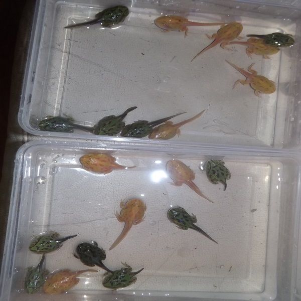 cách nuôi ếch pacman sinh sản