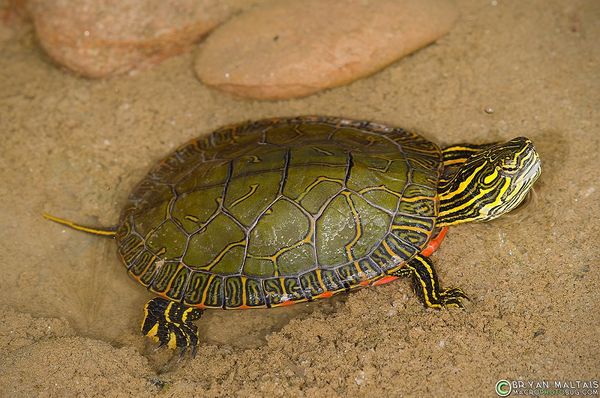 Rùa Vẽ - Painted Turtle – Xpet