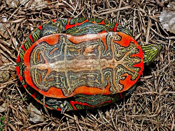Rùa Vẽ - Painted Turtle – Xpet: Cùng với Xpet, bạn sẽ được tìm hiểu về loài rùa vẽ - một trong những loài rùa đầy màu sắc và mang tính biểu tượng của đại dương. Từ sự ngạc nhiên của những đồng loại đến những kiến ​​thức khoa học, bạn sẽ không phải hối tiếc khi chọn Xpet để điều tra và khám phá loài rùa này.
