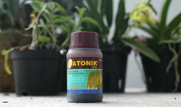 Dung dịch Atonik dùng cho hoa lan có tác dụng gì?