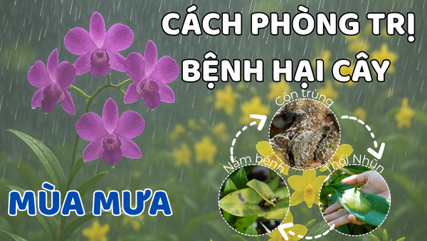CÁCH PHÒNG TRỊ BỆNH HẠI CÂY HAY GẶP TRONG MÙA MƯA