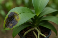 Cách Trồng Lan Hồ Điệp Hạn Chế Thối Nhũn Hiệu Quả