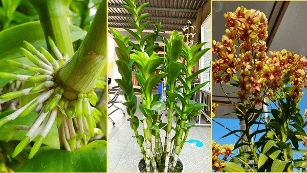 Cách Xử Lý Lan Khi Mới Mua Về