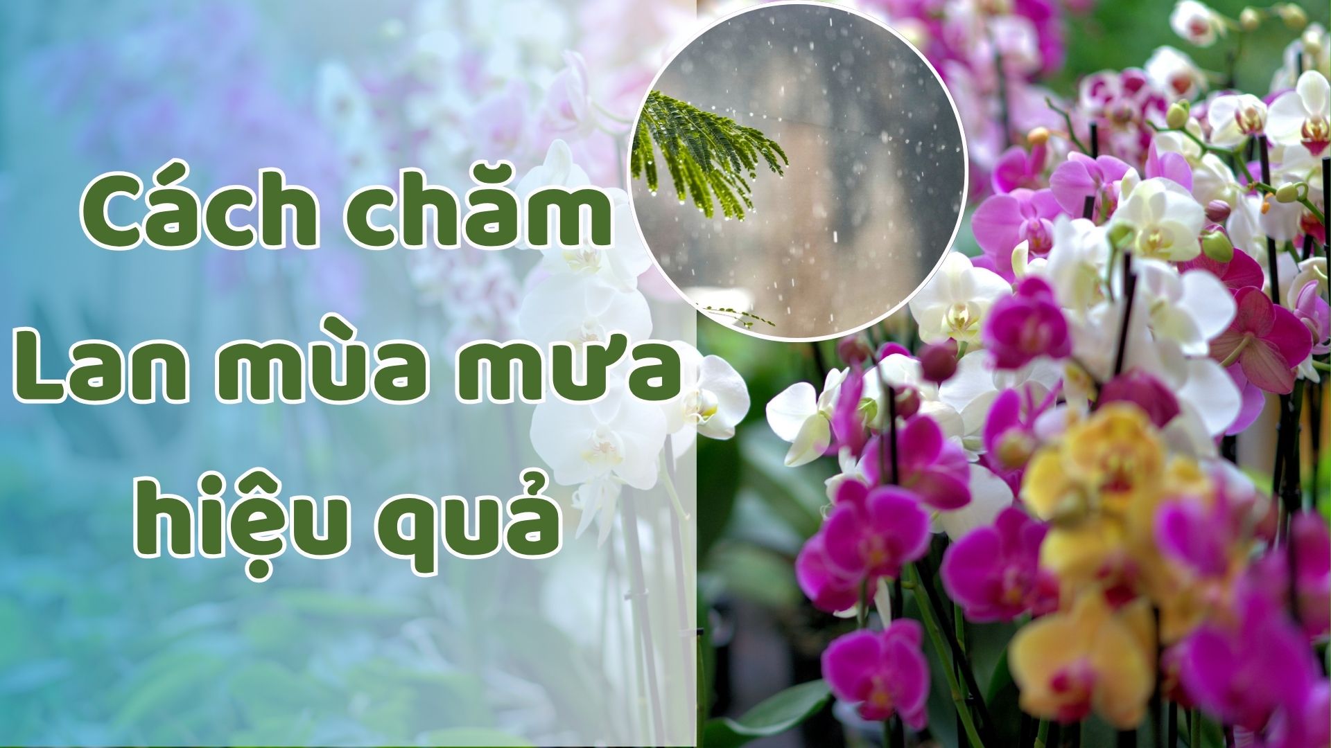Cách chăm lan mùa mưa hiệu quả: Bí quyết giữ giò lan khỏe mạnh và ra hoa rực rỡ