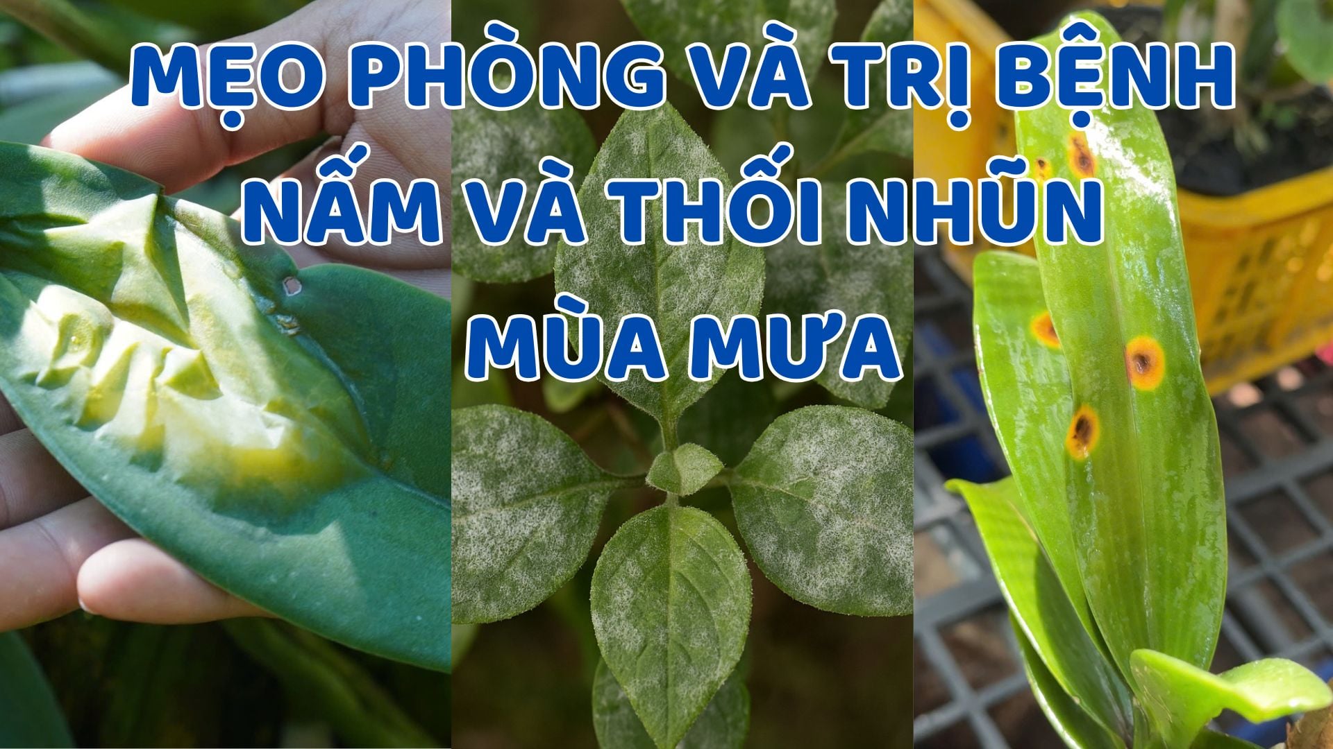 Mẹo Phòng và Trị Bệnh Nấm, Thối Nhũn Cho Lan Mùa Mưa: Giữ Vườn Lan Khỏe Mạnh
