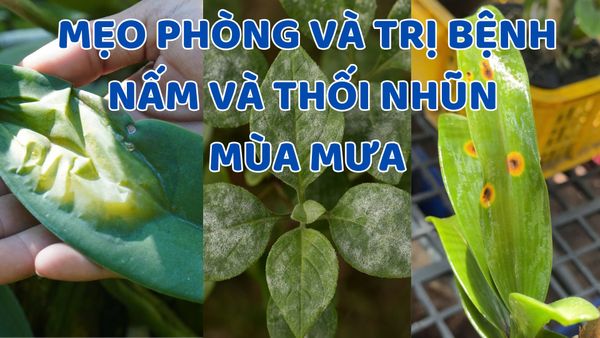 Mẹo Phòng và Trị Bệnh Nấm, Thối Nhũn Cho Lan Mùa Mưa: Giữ Vườn Lan Khỏe Mạnh