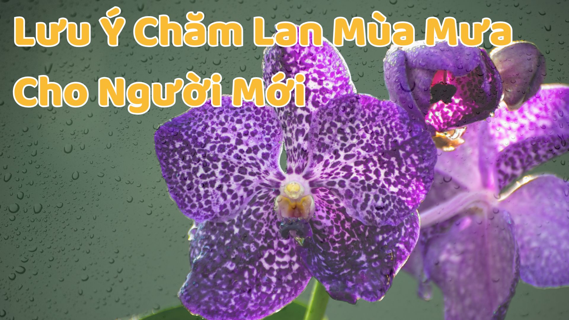 Lưu Ý Chăm Sóc Lan Mùa Mưa Hiệu Quả Cho Người Mới