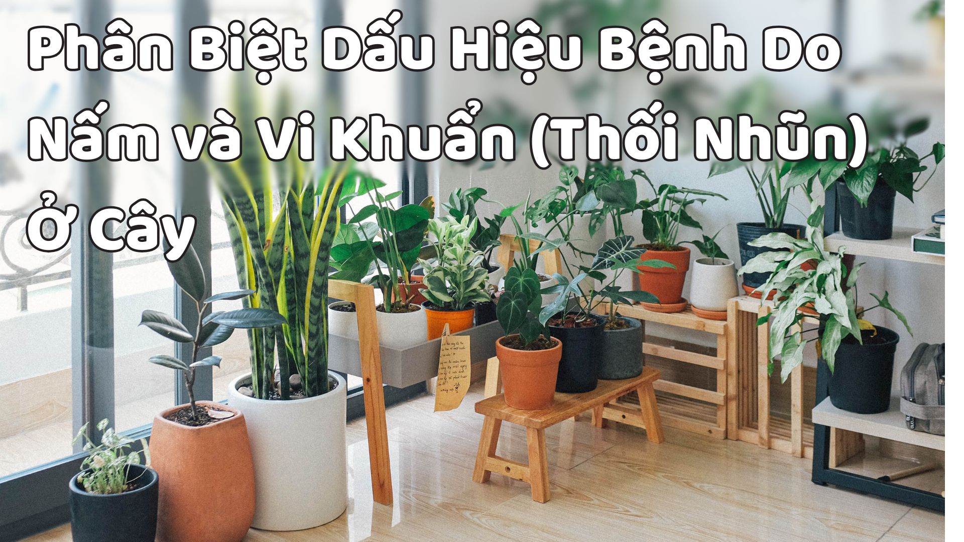 Phân biệt Dấu Hiệu Bệnh Do Nấm và Vi Khuẩn (Thối Nhũn) Gây Ra Ở Cây