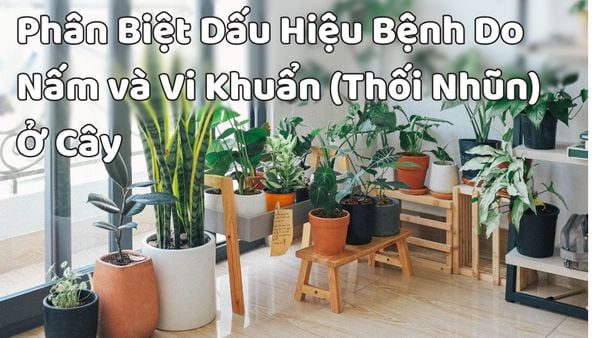 Phân biệt Dấu Hiệu Bệnh Do Nấm và Vi Khuẩn (Thối Nhũn) Gây Ra Ở Cây