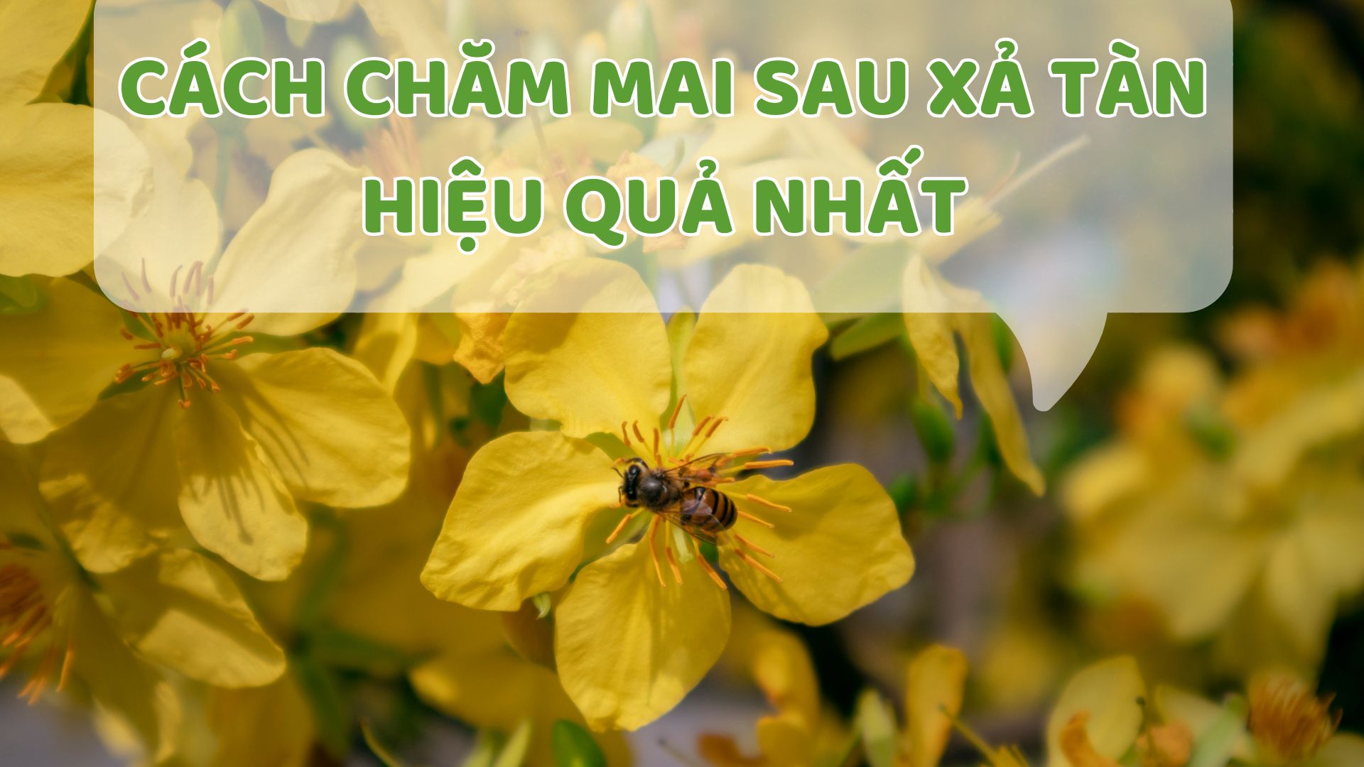 Cách Chăm Mai Sau Xả Tàn Hiệu Qủa Nhất