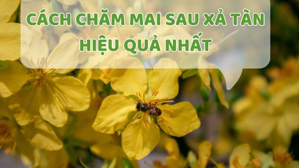 Cách Chăm Mai Sau Xả Tàn Hiệu Qủa Nhất