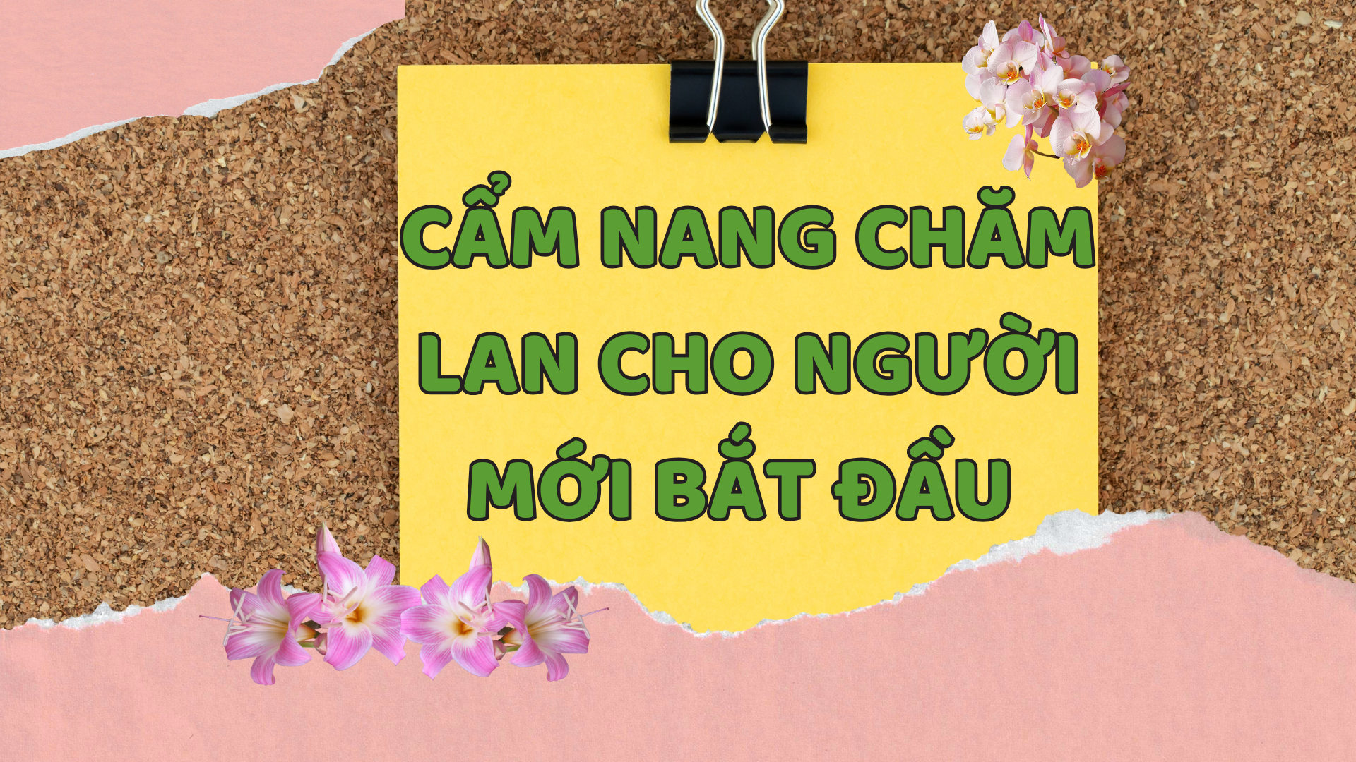 CẨM NANG CHĂM LAN CHO NGƯỜI MỚI BẮT ĐẦU