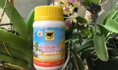 Đầu trâu 701– liệu pháp dưỡng cây hiệu quả cho người trồng cây kiểng