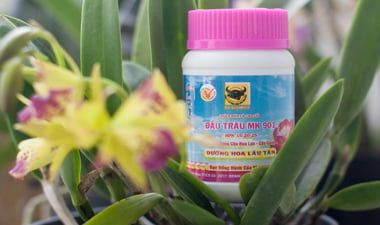 Đầu trâu 901 dưỡng hoa lâu tàn chuyên dùng cho cây cảnh