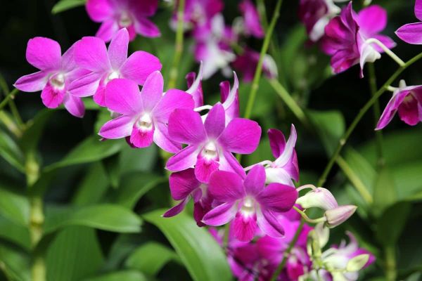 10 Mẹo Chăm Lan Ra Hoa Liên Tục Quanh Năm Cực Đơn Giản