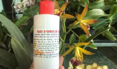 Chế phẩm Go Power ( GP ) 4.0 – giải pháp dinh dưỡng cho hoa lan