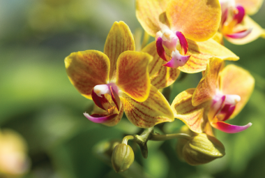 Mê lan rừng từ nhỏ, chàng quản lý 9x sở hữu vườn lan “khủng”