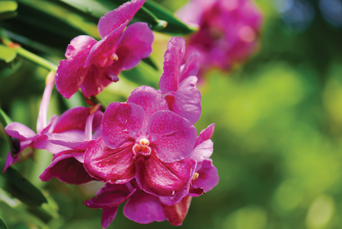 Thú chơi Lan của người xưa và nghề chơi lan ngày nay