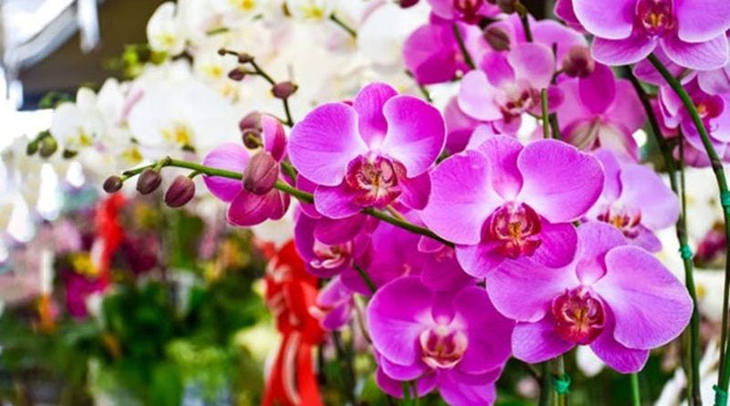 Top 10 Loài Hoa Trưng Tết Thu Hút May Mắn Và Tài Lộc Cho Năm 2026