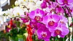 Top 10 Loài Hoa Trưng Tết Thu Hút May Mắn Và Tài Lộc Cho Năm 2026