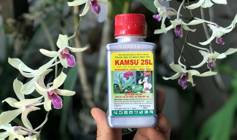 Kamsu-đặc trị thán thư cho hoa lan