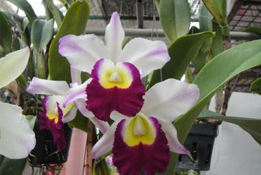 Lan Cattleya p2