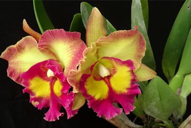 Lan Cattleya