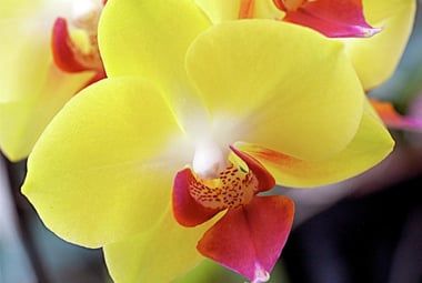 LAN HỒ ĐIỆP (p1)