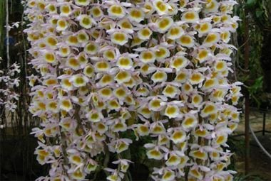 Lan long tu đặc điểm và cách chăm sóc cơ bản