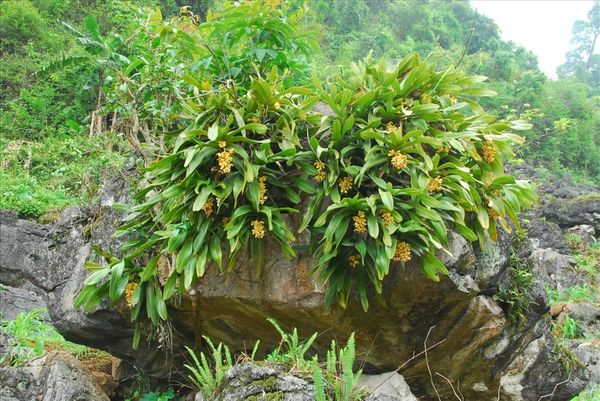 Kỹ Thuật Trồng và Chăm Sóc Các Dòng Lan Quý, Lan Rừng