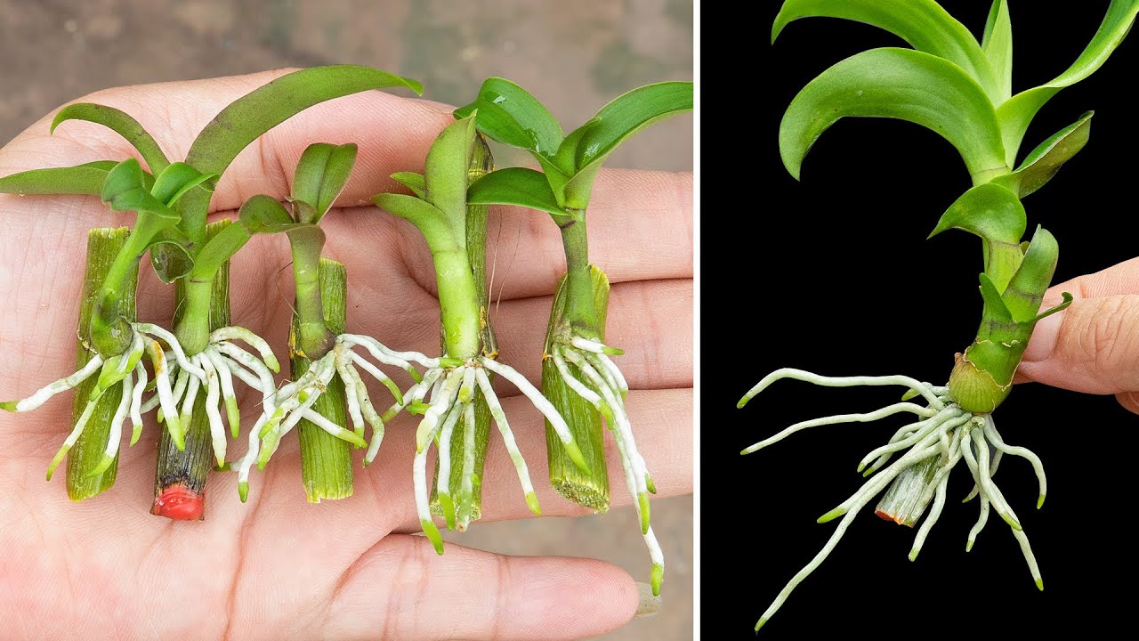 Cách Nhân Giống Lan Tại Nhà: Hướng Dẫn Chi Tiết từ A-Z Cho Người Mới