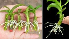 Cách Nhân Giống Lan Tại Nhà: Hướng Dẫn Chi Tiết từ A-Z Cho Người Mới