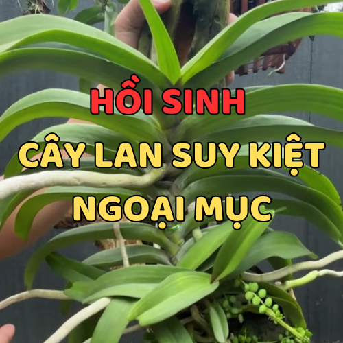 Cách Phục Hồi Chậu Lan Suy Kiệt Trong Tích Tắc