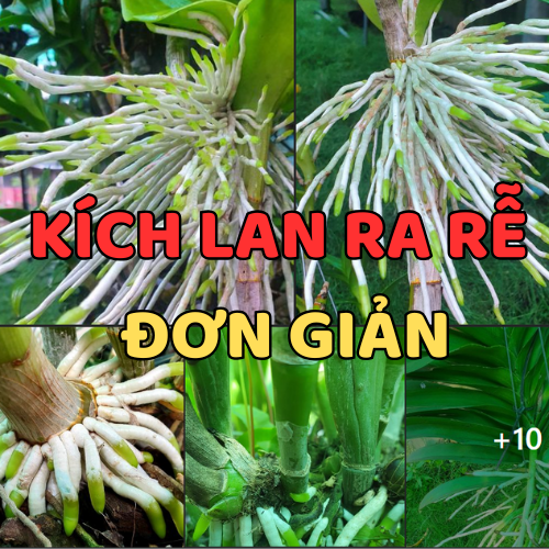 KÍCH RỄ CHO LAN - Người Mới CHơi Cũng Làm Được Dễ Dàng Với Chỉ 1 Bước