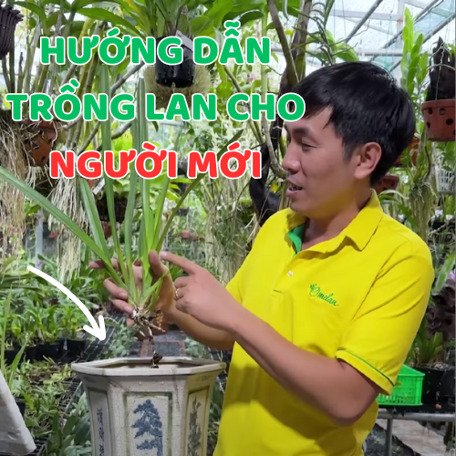 Hướng dẫn trồng lan vào chậu sứ cho người mới chơi lan