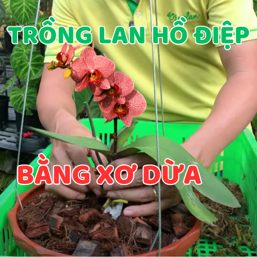 Trồng Lan Hồ Điệp Bằng Xơ Dừa?