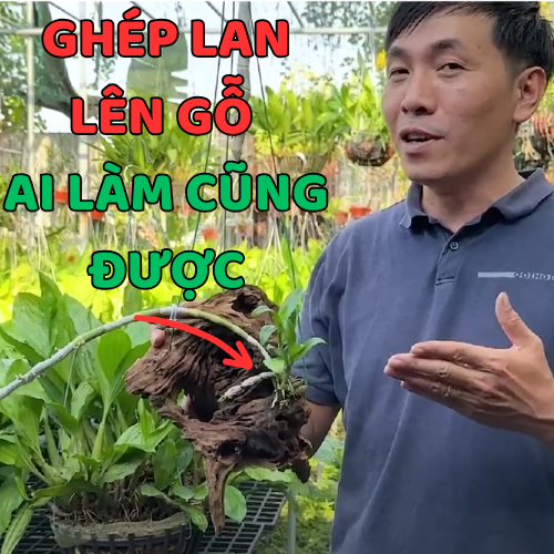Cách Trồng Lan Phi Điệp Lên Gỗ Lũa Đơn Giản Tại Nhà Không Phải Ai Cũng Biết