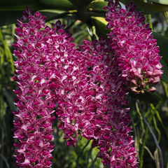 icon-/collections/phong-lan-chinh