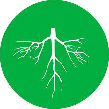 icon-Kích Rễ - Mầm