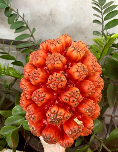 Hình ảnh bài viết