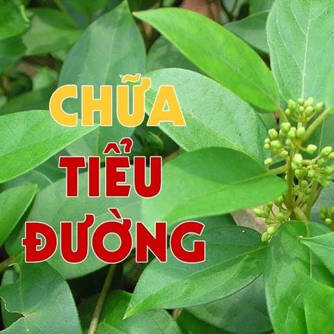 Tổng hợp một số các cây thuốc nam quý, hiếm cho người Việt ( Phần II )