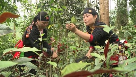 Cây dược liệu Việt Nam - Tiềm năng từ những vùng trồng
