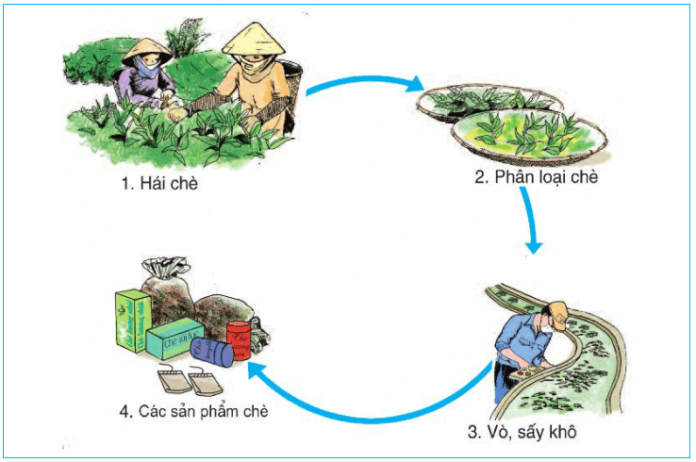 QUY TRÌNH SẢN XUÂT TRÀ