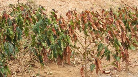 Tại sao cà phê lại chịu tác động lớn bởi khí hậu?