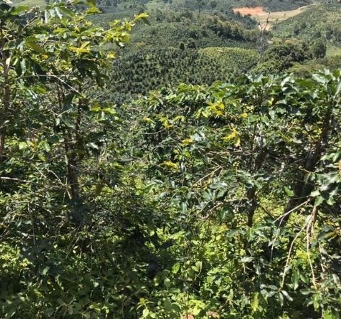 Cà phê vườn rừng: Trải nghiệm Cà Phê Organic trồng xen rừng Việt Nam ...