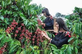 Cà Phê Được Trồng Nhiều Nhất Ở Vùng Đất Nào Ở Việt Nam