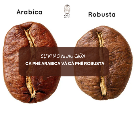 Sự khác nhau giữa Cà phê Arabica và Cà phê Robusta