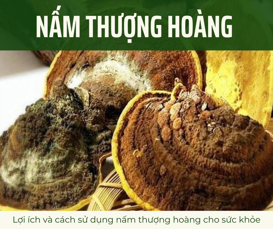 Lợi ích và cách sử dụng nấm thượng hoàng cho sức khỏe