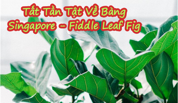 fiddle leaf fig là cây gì